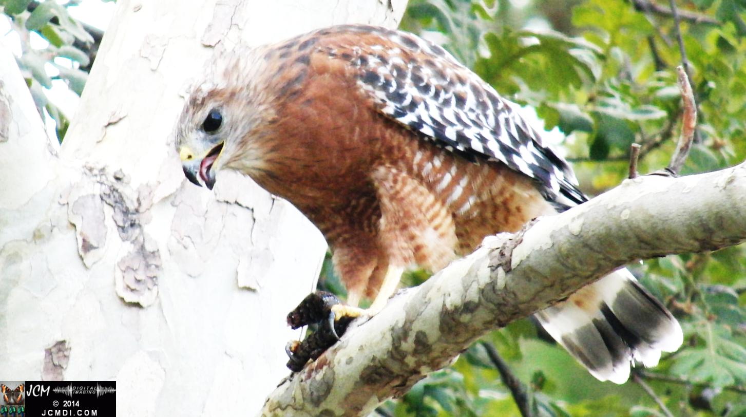 Still image of Red-Shouldered Hawk eating an Alligator Lizard � from the YouTube video